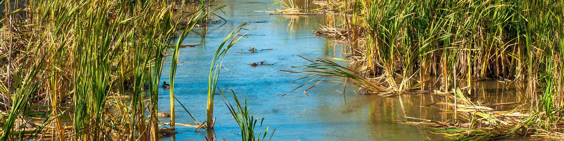 Weedy canal