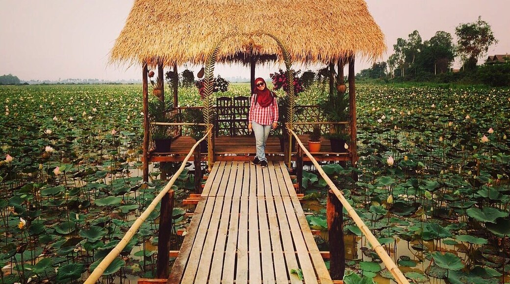Our tuk tuk driver show us this lotus farm.. Have to pay 4000dong per pax
