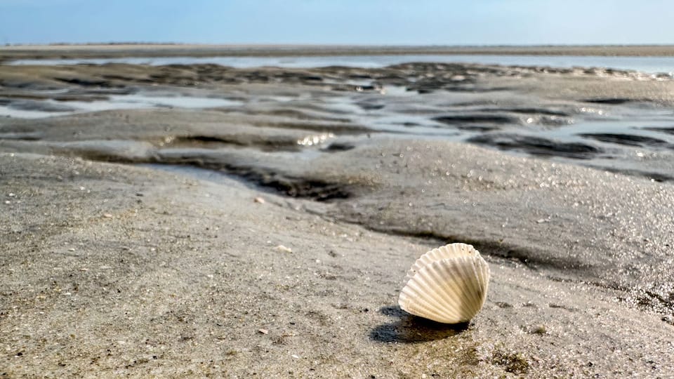 A sandy beach with a single shell in the foreground and a calm sea in the background.
