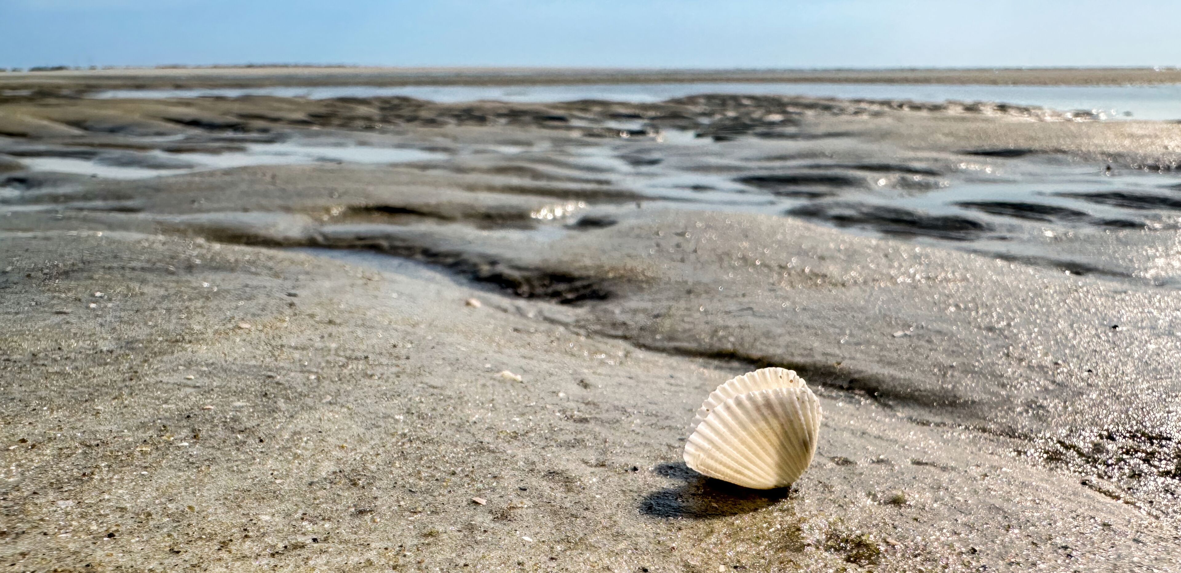 A sandy beach with a single shell in the foreground and a calm sea in the background.