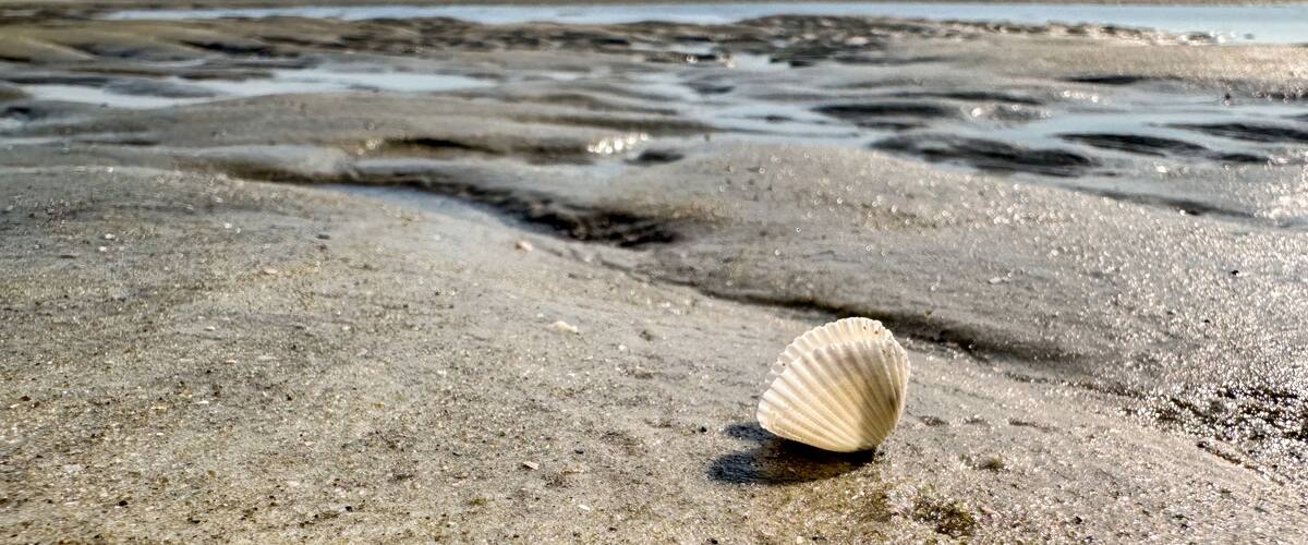 A sandy beach with a single shell in the foreground and a calm sea in the background.
