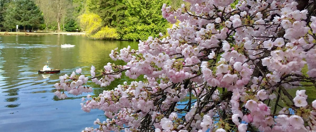 Cherry Blossom at Central Park