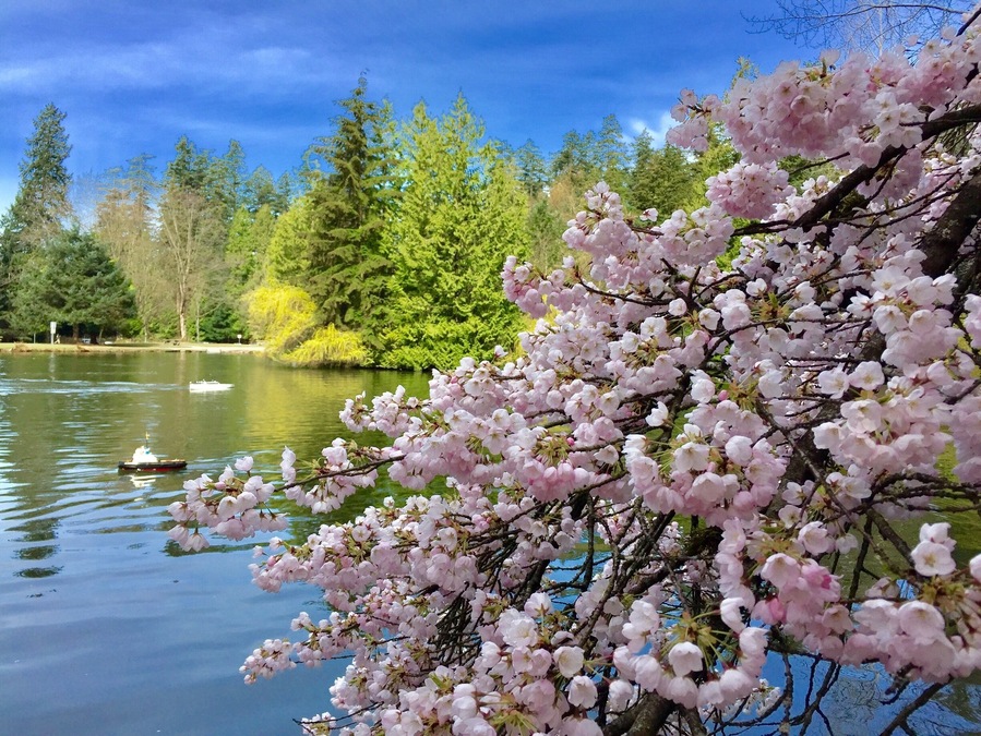 Cherry Blossom at Central Park