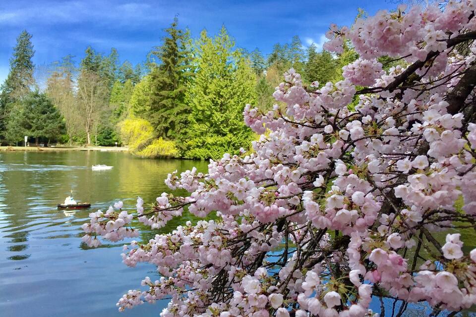 Un llac envoltat de cirerers en flor, arbres verds i un cel blau i clar.