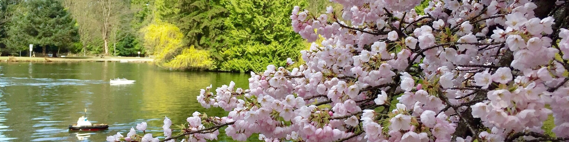 Cherry Blossom at Central Park