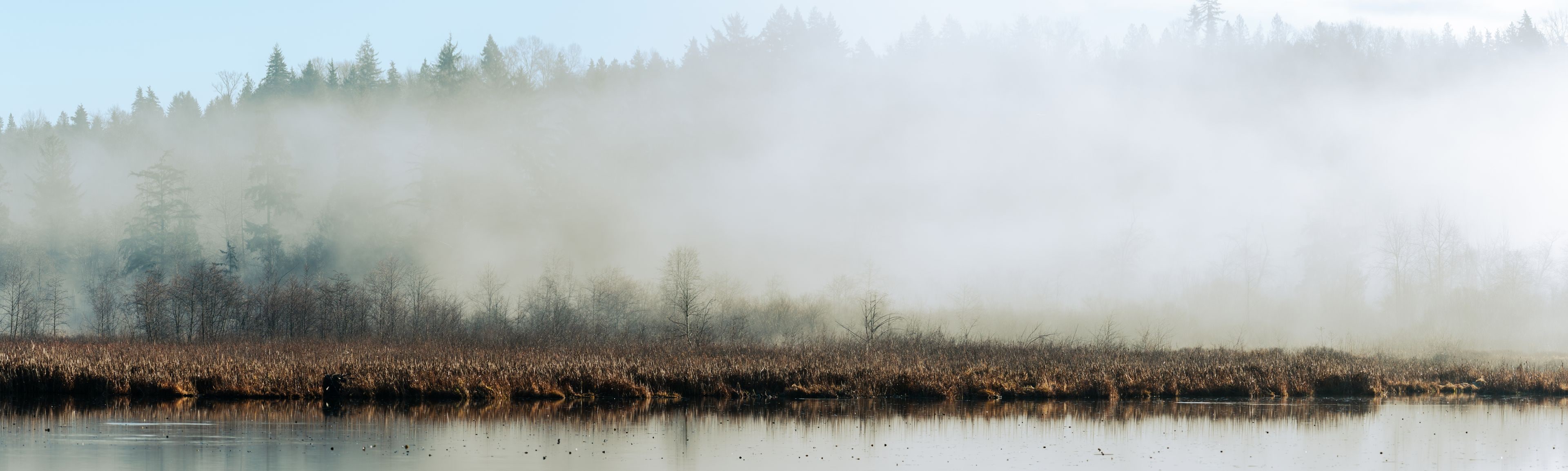 Un bosque brumoso con un lago tranquilo que refleja los árboles.