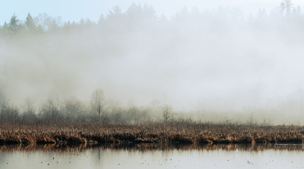Un bosque brumoso con un lago tranquilo que refleja los árboles.