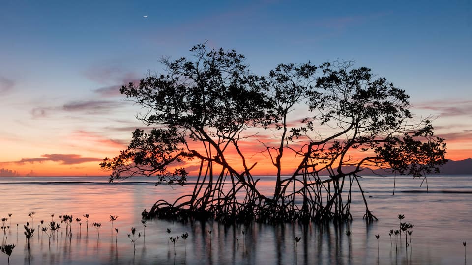 Sunrise on a red mangrove in the Pig Keys, Honduras.
