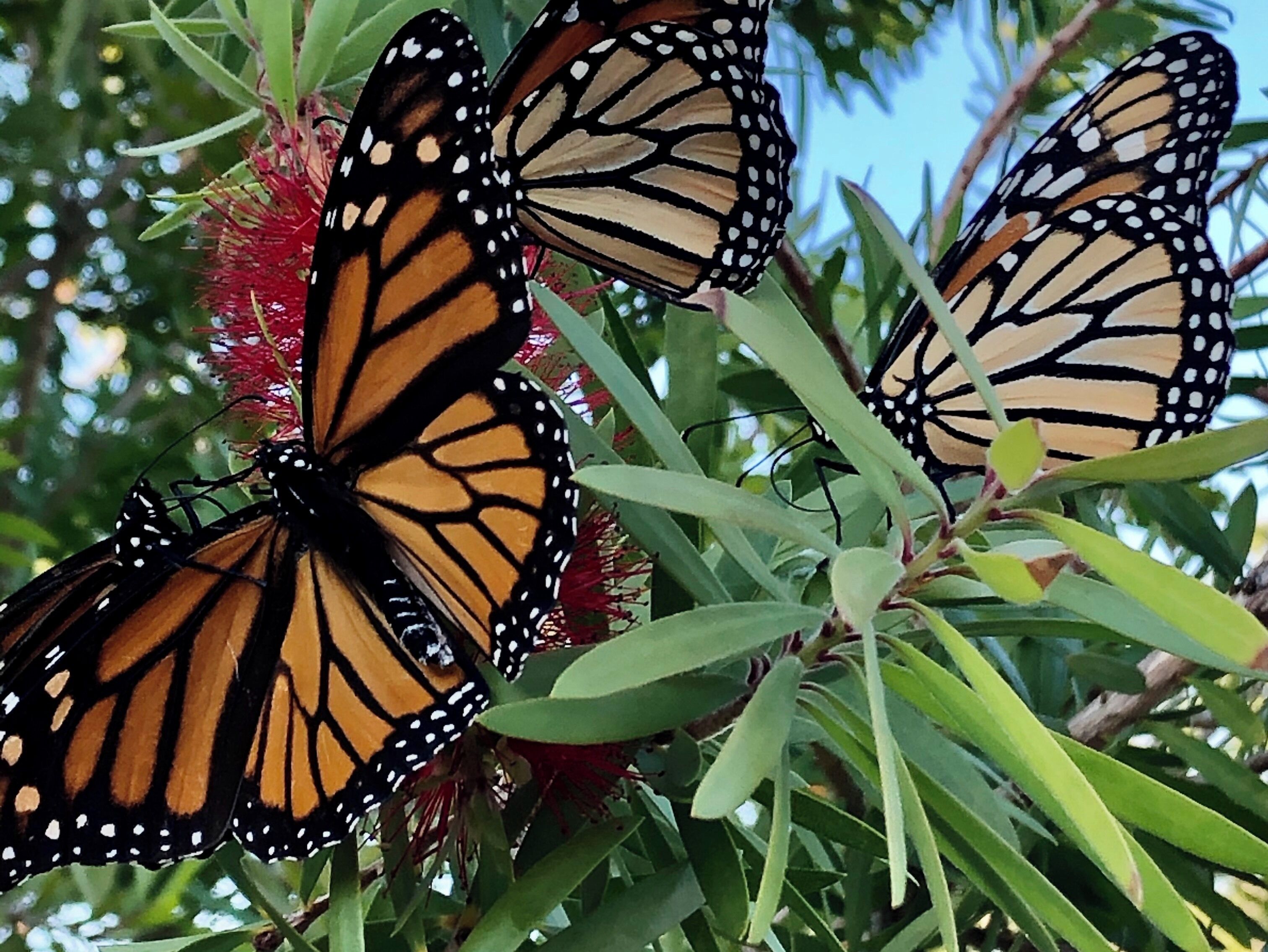 Butterflies are everywhere! They migrate here every year at this time in Point Clear, Alabama!
#beautifuldiscoveries #mybackyard #baytowns #travel #historicplaces