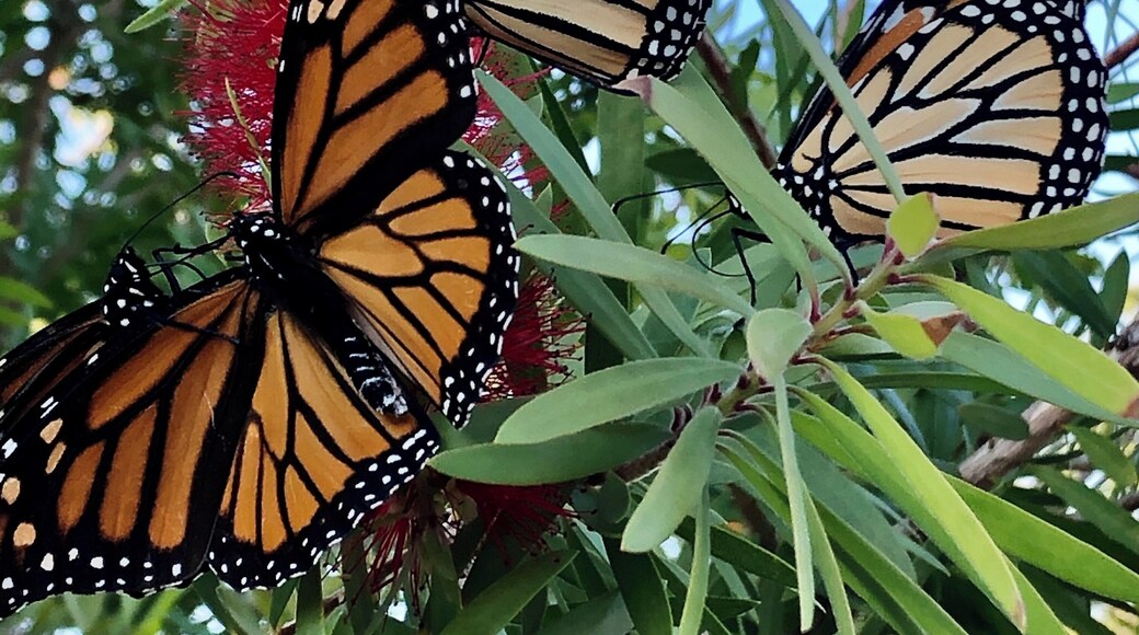 Butterflies are everywhere! They migrate here every year at this time in Point Clear, Alabama!
#beautifuldiscoveries #mybackyard #baytowns #travel #historicplaces