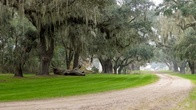 Southern plantation in the fog
