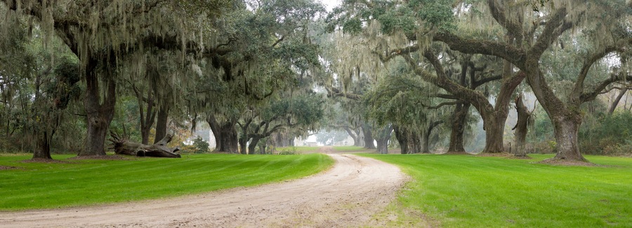 Southern plantation in the fog