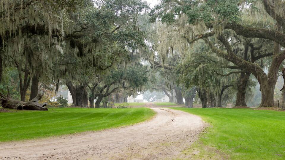 A dirt path flanked by large trees with Spanish moss, leading through a lush green landscape.