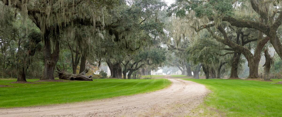 Southern plantation in the fog