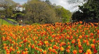Tiger tulips in Spring