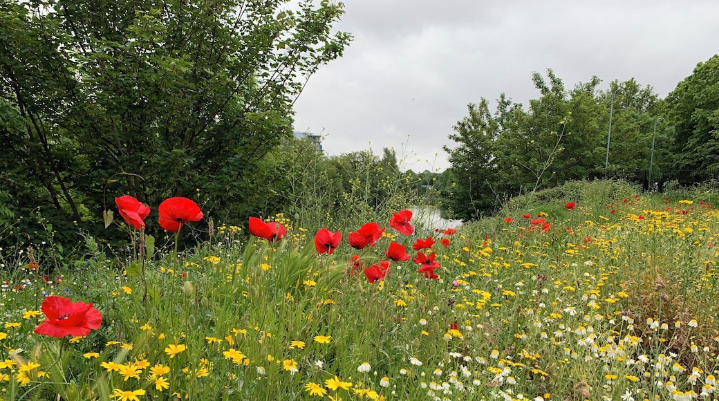 Beautiful flowers by the banks of the River Taff in Cardiff