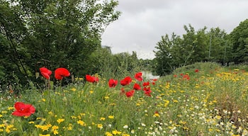 Beautiful flowers by the banks of the River Taff in Cardiff