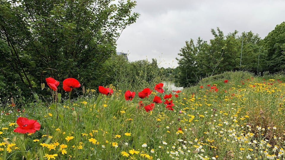 Beautiful flowers by the banks of the River Taff in Cardiff