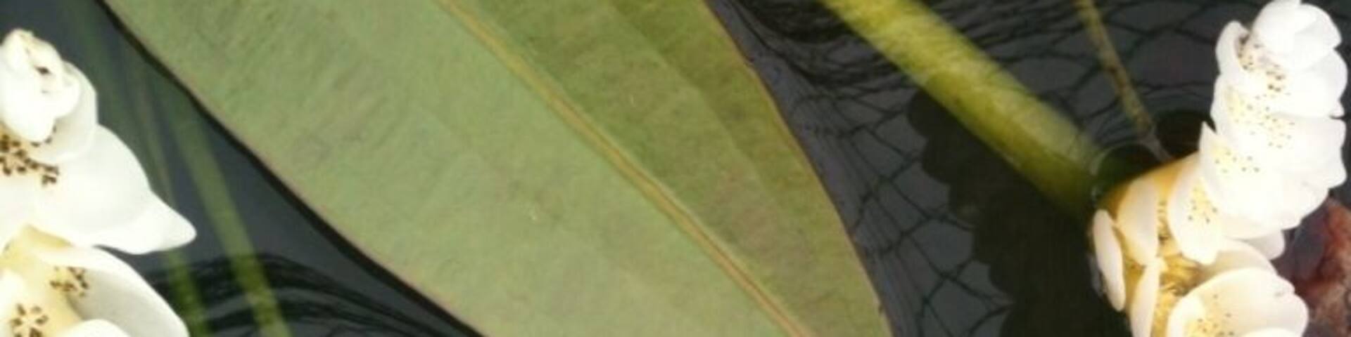 Our first pond flower of the year, fingers crossed the water Lilly's will flower too