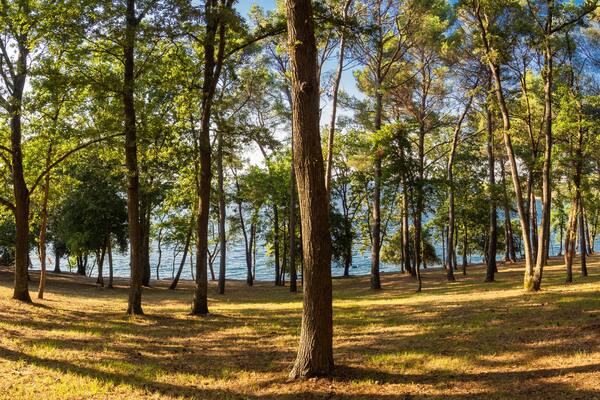 Paisaje Croata de bosque con árboles a la orilla del mar en la zona de Zelena Laguna, en la península de Istria, verano de 2019