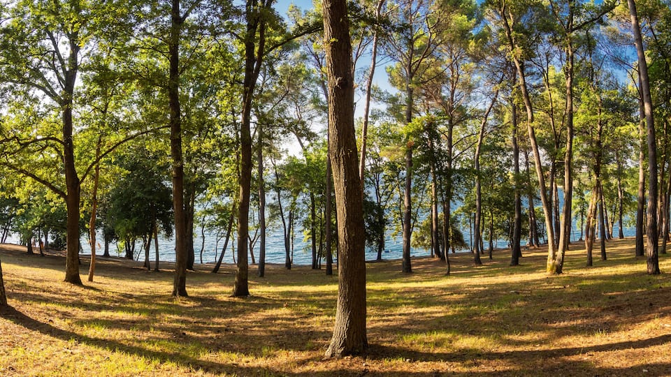 Paisaje Croata de bosque con árboles a la orilla del mar en la zona de Zelena Laguna, en la península de Istria, verano de 2019
