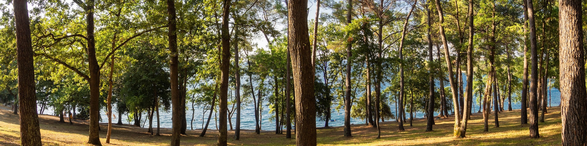Paisaje Croata de bosque con árboles a la orilla del mar en la zona de Zelena Laguna, en la península de Istria, verano de 2019