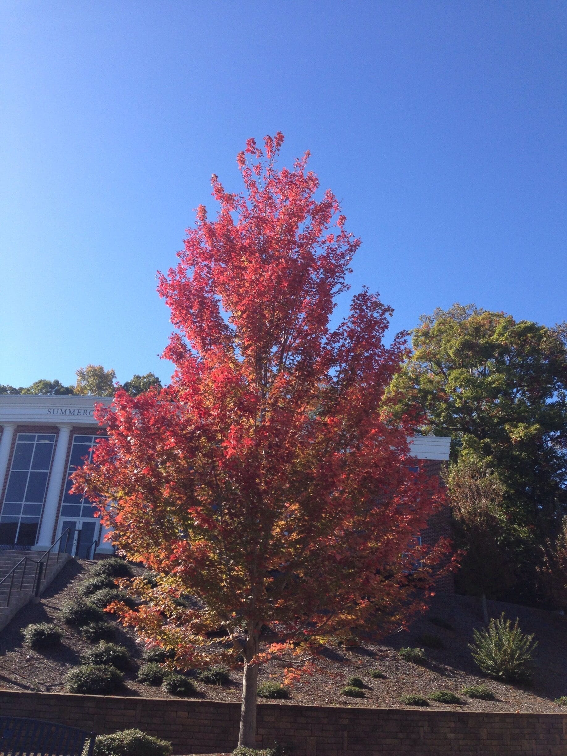 A little fall color on SAU's campus