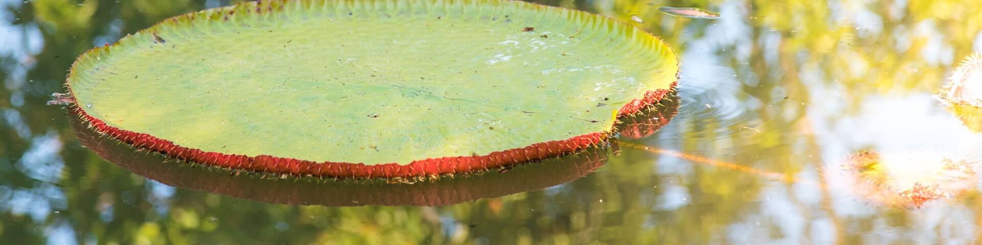 image of Giant Victoria lotus in water , Victoria waterlily, amazonica