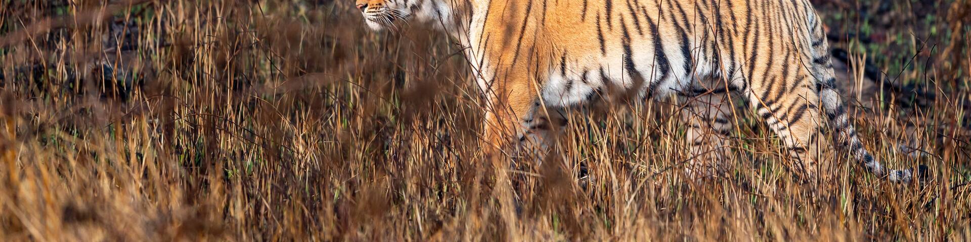 indian wild female tiger or panthera tigris side profile walking or territory stroll prowl terai region forest in natural scenic grassland in day safari at jim corbett national park uttarakhand india