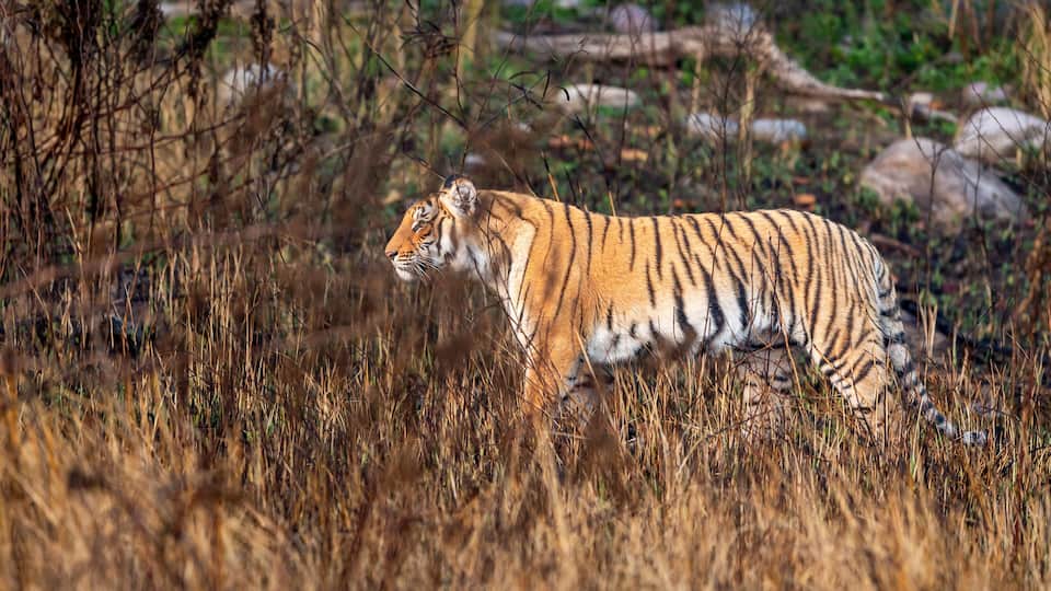 indian wild female tiger or panthera tigris side profile walking or territory stroll prowl terai region forest in natural scenic grassland in day safari at jim corbett national park uttarakhand india