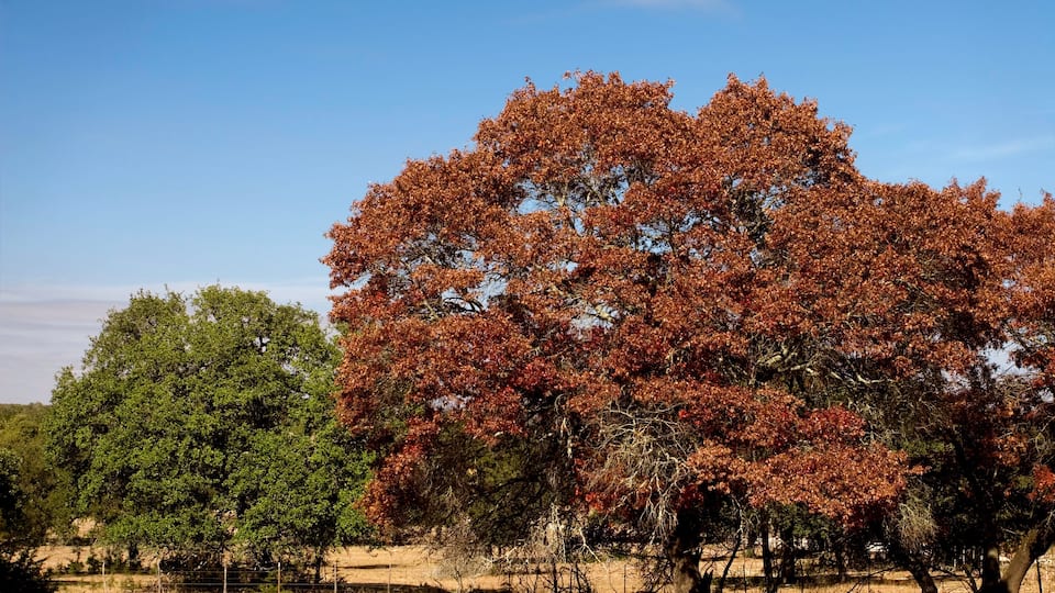 A landscape with a large tree with red leaves, a smaller green tree, and a fence in the foreground.