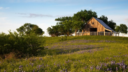 Wood Barn on the Bluebonnet Trail Near Ennis , Texas
