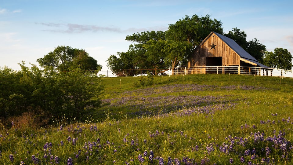 A wooden barn on a hill with purple flowers in the foreground and trees in the background.