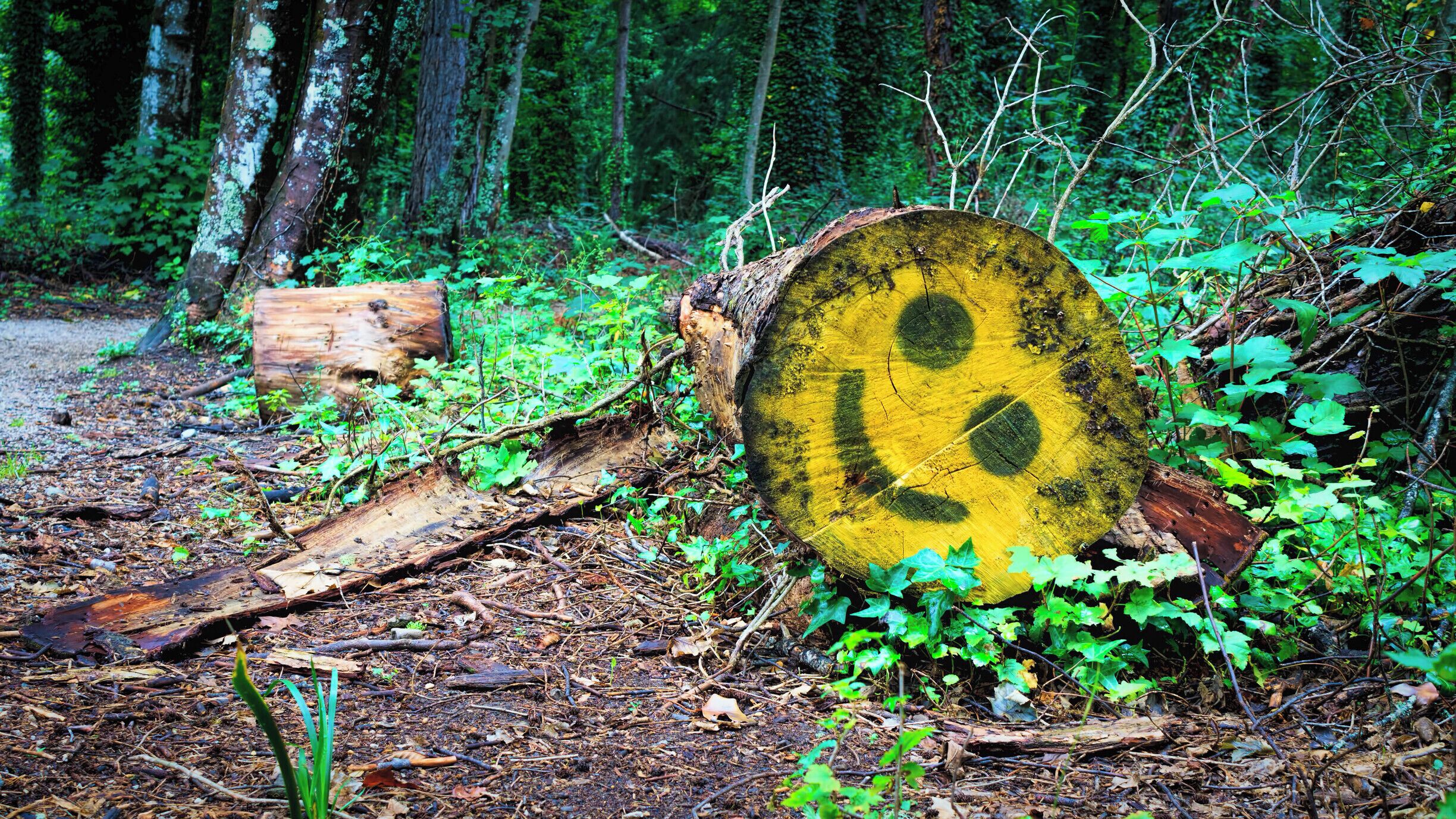 A forest with a large tree stump painted with a smiley face.