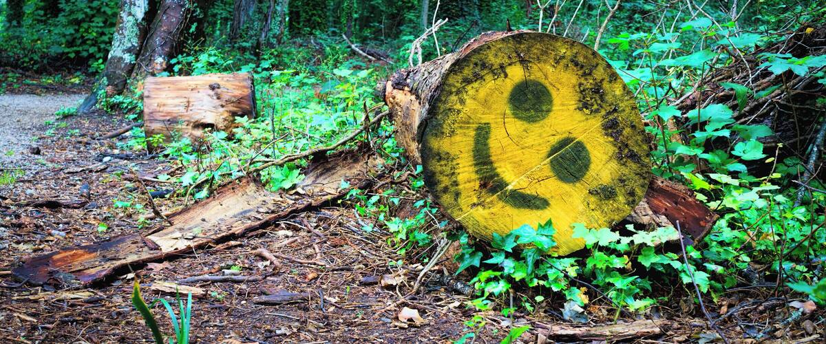 A forest with a large tree stump painted with a smiley face.