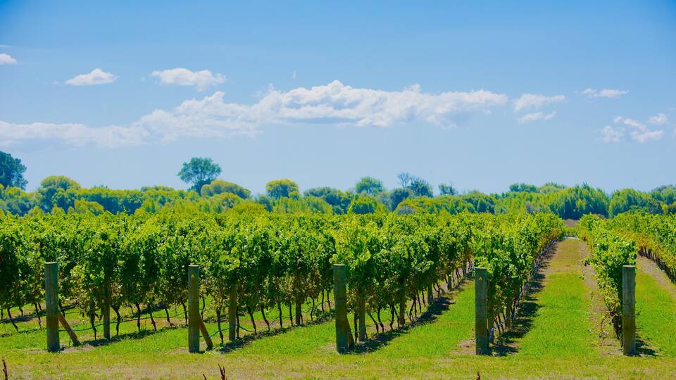 A vineyard with rows of grapevines under a clear blue sky.