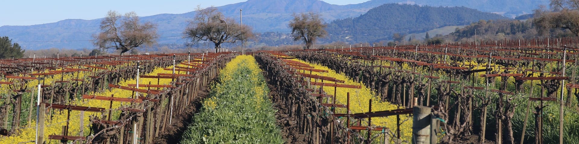 Riverfront Regional Park - Located along the Russian River, Riverfront Regional Park is just minutes from downtown Windsor and Healdsburg and surrounded by classic Wine Country scenery. Spring.