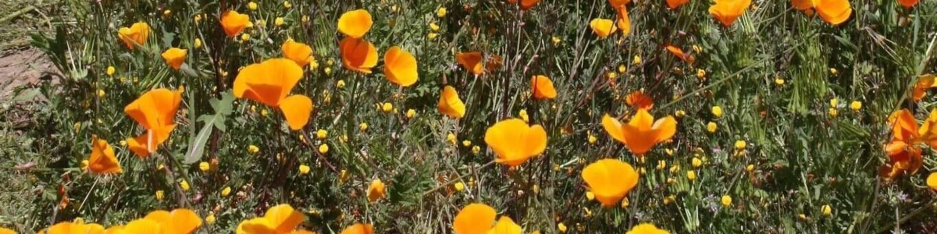 Experiencing Southern California's SuperBloom phenomenon!! SoCal's wet and strong winter has created breathtaking scenes in its surrounding hills and mountains.
Chasing California's Gold , The California Poppies, The State flower😊🌼
#SpringFun