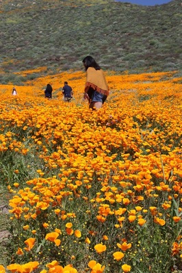 Experiencing Southern California's SuperBloom phenomenon!! SoCal's wet and strong winter has created breathtaking scenes in its surrounding hills and mountains.
Chasing California's Gold , The California Poppies, The State flower😊🌼
#SpringFun