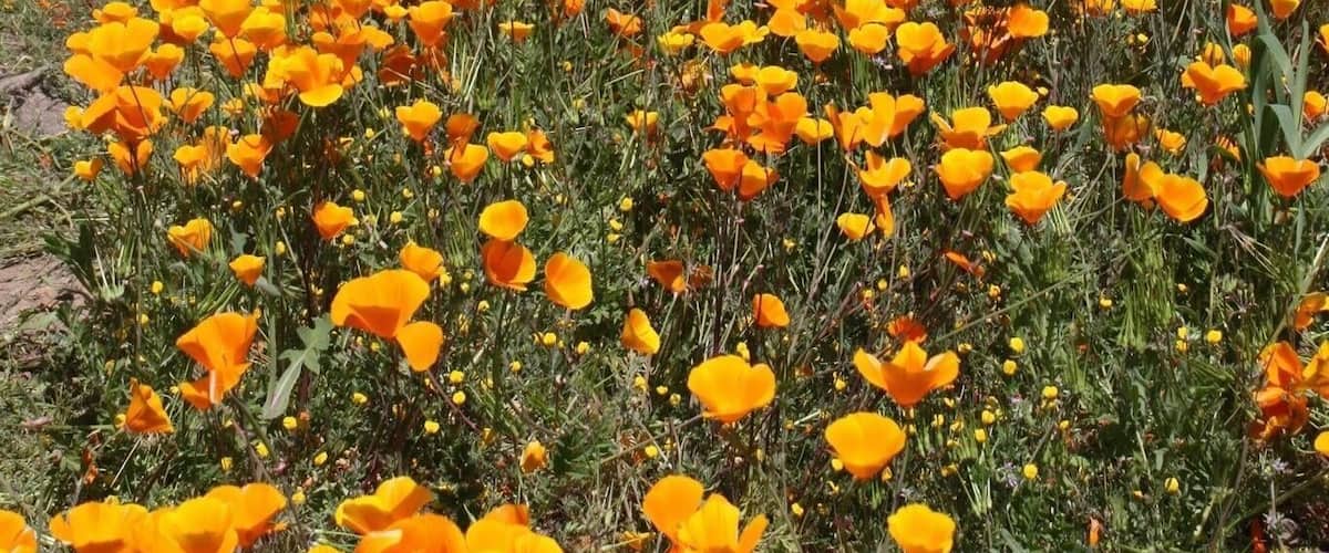 Experiencing Southern California's SuperBloom phenomenon!! SoCal's wet and strong winter has created breathtaking scenes in its surrounding hills and mountains.
Chasing California's Gold , The California Poppies, The State flower😊🌼
#SpringFun