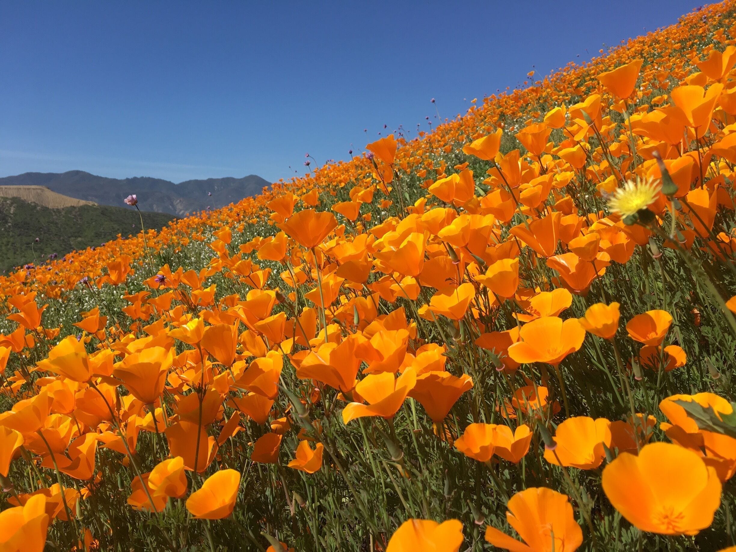 Superbloom 
