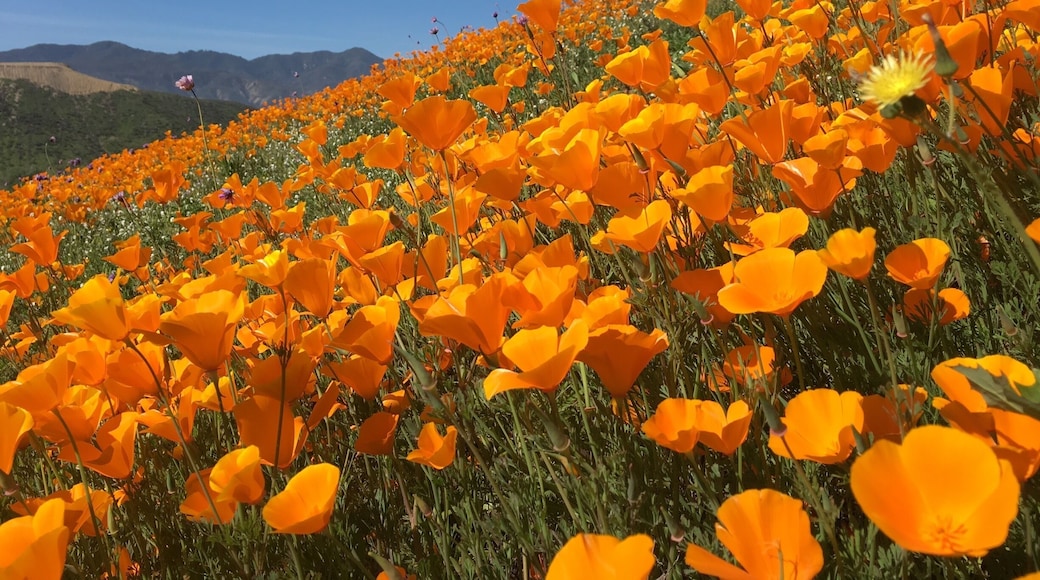 Superbloom