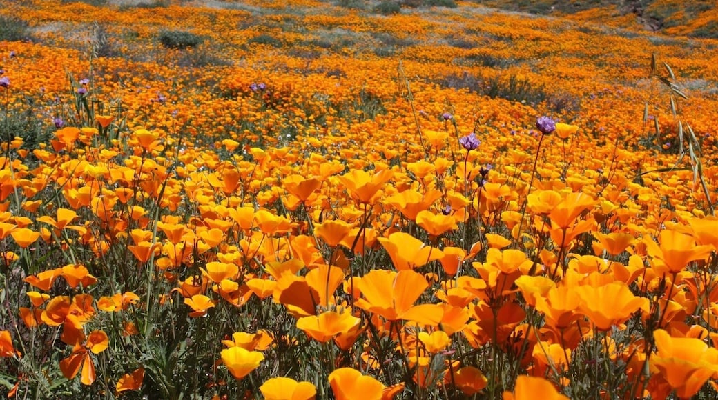 Chasing California's Gold, The California Poppies. California's strong and wet winter has created breathtaking scenes in its surrounding hillsides and mountains. It's once in a lifetime "SuperBloom" because of the abundance of rain🌼🌸
#SpringFun
#Golden