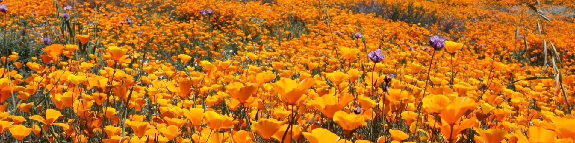 Chasing California's Gold, The California Poppies. California's strong and wet winter has created breathtaking scenes in its surrounding hillsides and mountains. It's once in a lifetime "SuperBloom" because of the abundance of rain🌼🌸
#SpringFun
#Golden