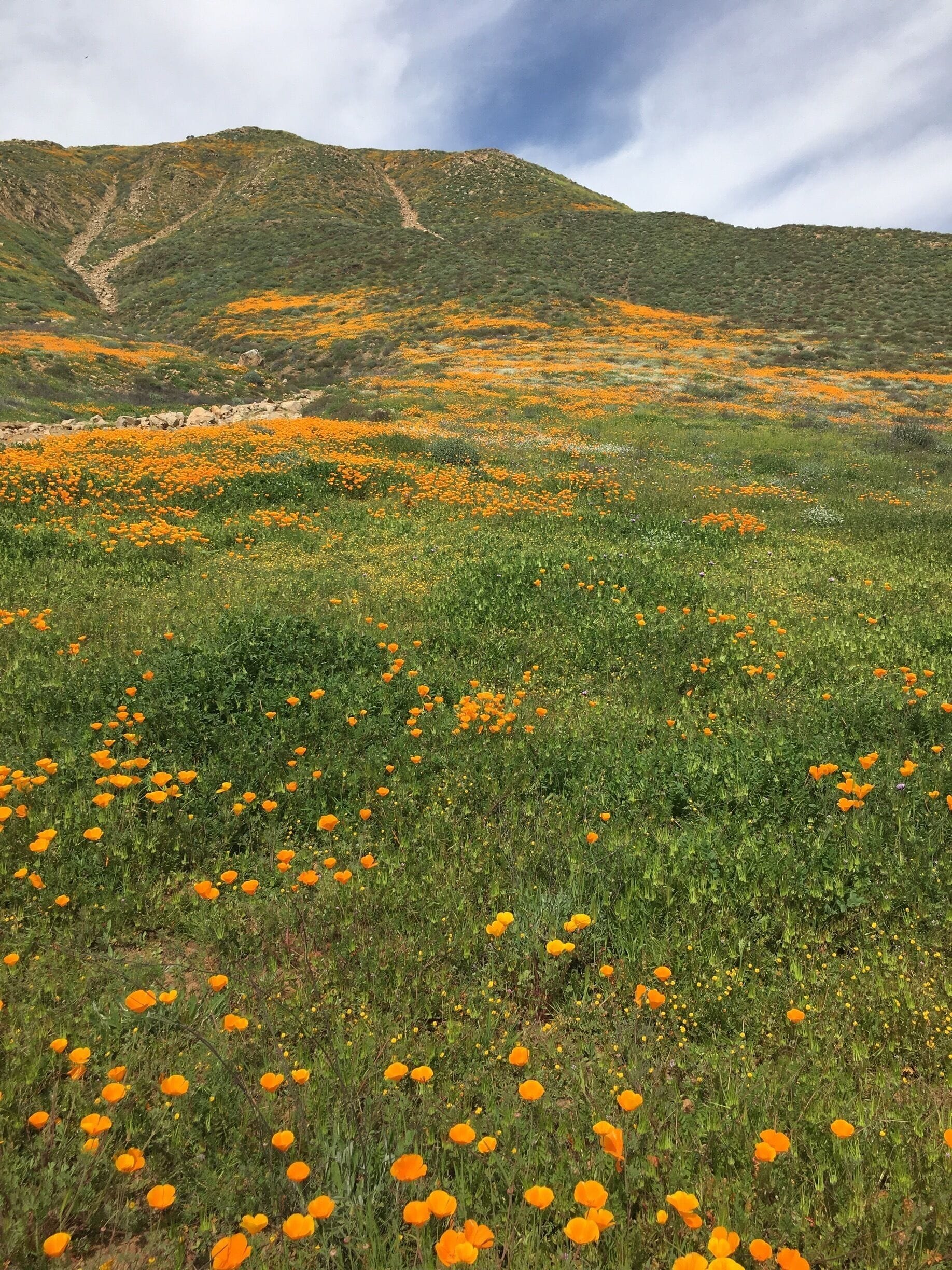 A field of orange poppies with a mountainous backdrop.