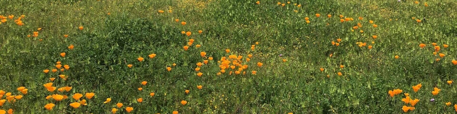 A field of orange poppies with a mountainous backdrop.
