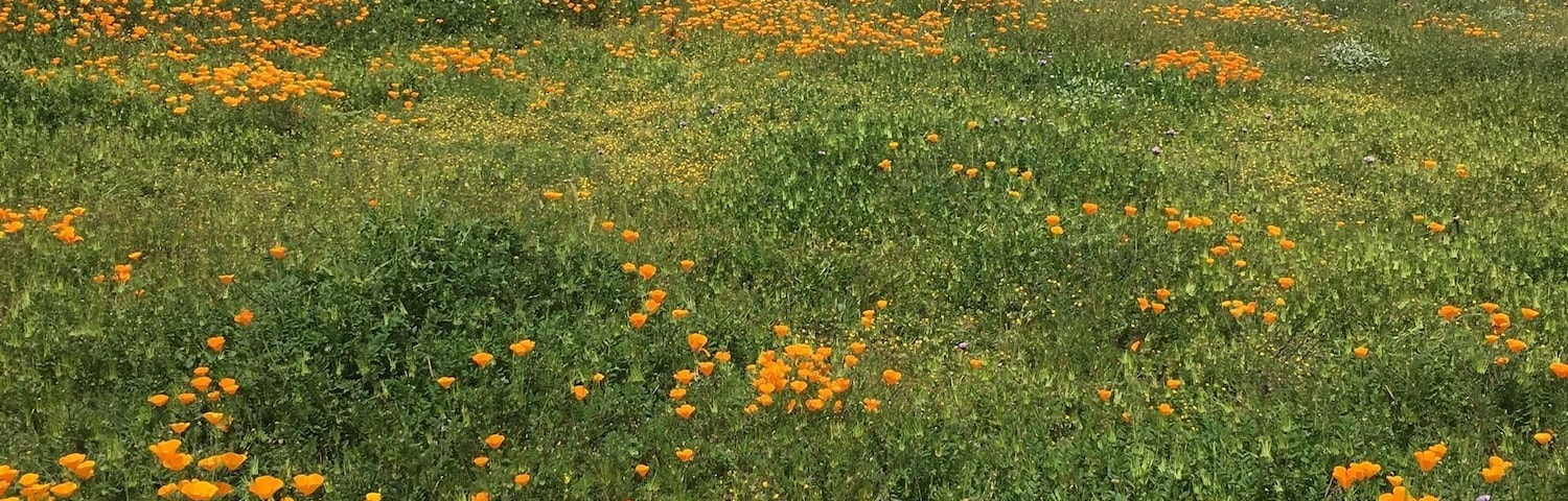 Un campo de amapolas naranjas con montañas al fondo.