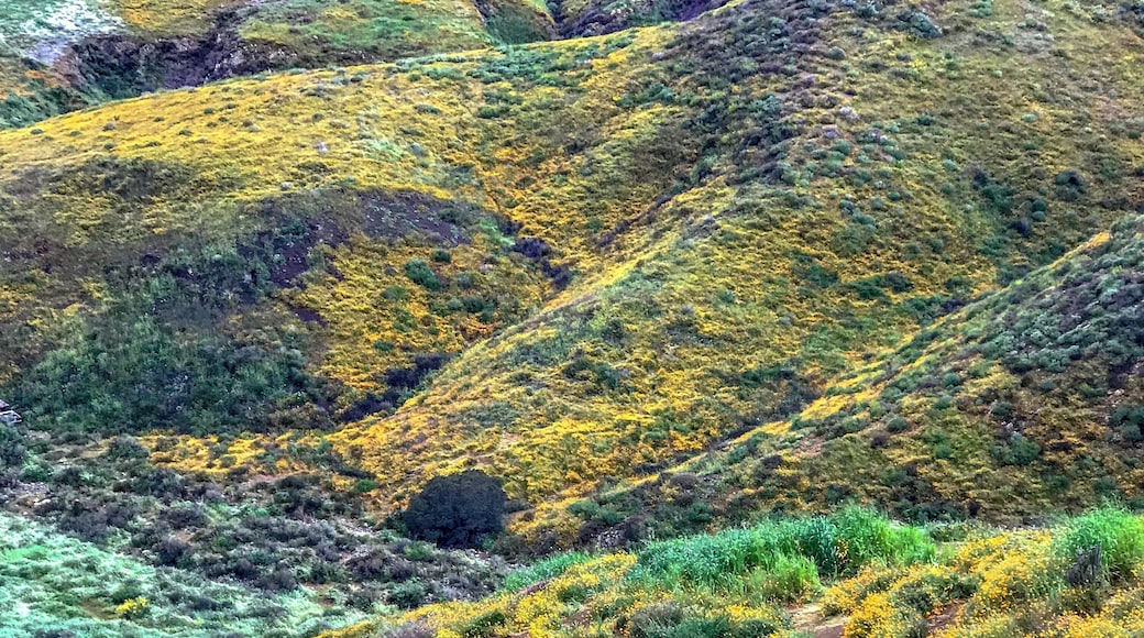 The traffic,the waking up early.That drizzling rain two weeks ago,was all worth it.Though the flowers are not quite open due to the rain,it was still an awesome site.Especially when the sun starts coming up. Different shades of colors are starting to be seen.The mountains becoming brighter due to the wildflowers covering them.
I hope I can go back there one more time to enjoy the flowers open because the weather is warmer now.