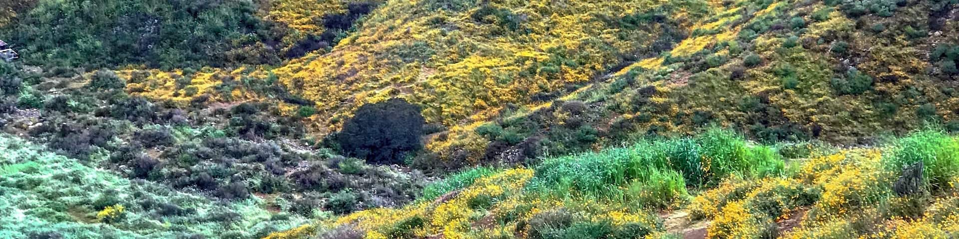 The traffic,the waking up early.That drizzling rain two weeks ago,was all worth it.Though the flowers are not quite open due to the rain,it was still an awesome site.Especially when the sun starts coming up. Different shades of colors are starting to be seen.The mountains becoming brighter due to the wildflowers covering them.
I hope I can go back there one more time to enjoy the flowers open because the weather is warmer now.
