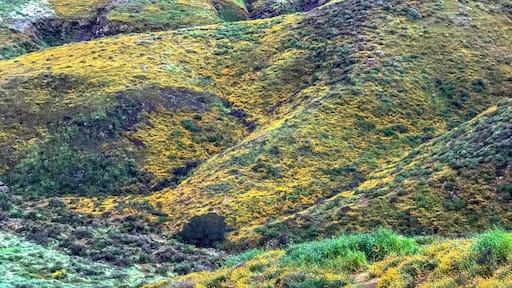 The traffic,the waking up early.That drizzling rain two weeks ago,was all worth it.Though the flowers are not quite open due to the rain,it was still an awesome site.Especially when the sun starts coming up. Different shades of colors are starting to be seen.The mountains becoming brighter due to the wildflowers covering them.
I hope I can go back there one more time to enjoy the flowers open because the weather is warmer now.